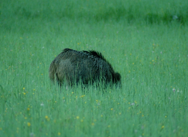 cinghiale